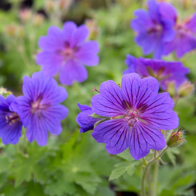 Hardy Geranium Cranesbill Flower Seeds