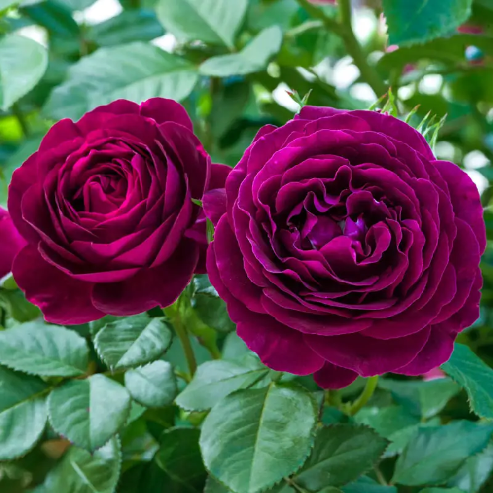 Rosa 'Twilight Zone' Flower Seeds
