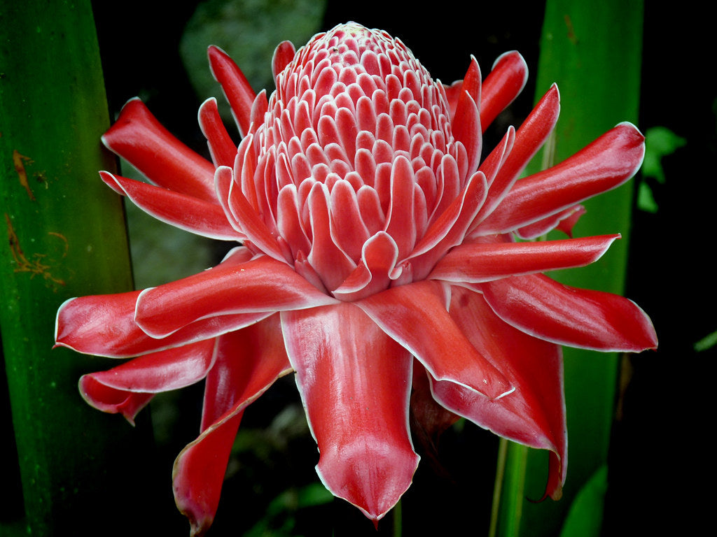 Red Torch Ginger Flower Seeds
