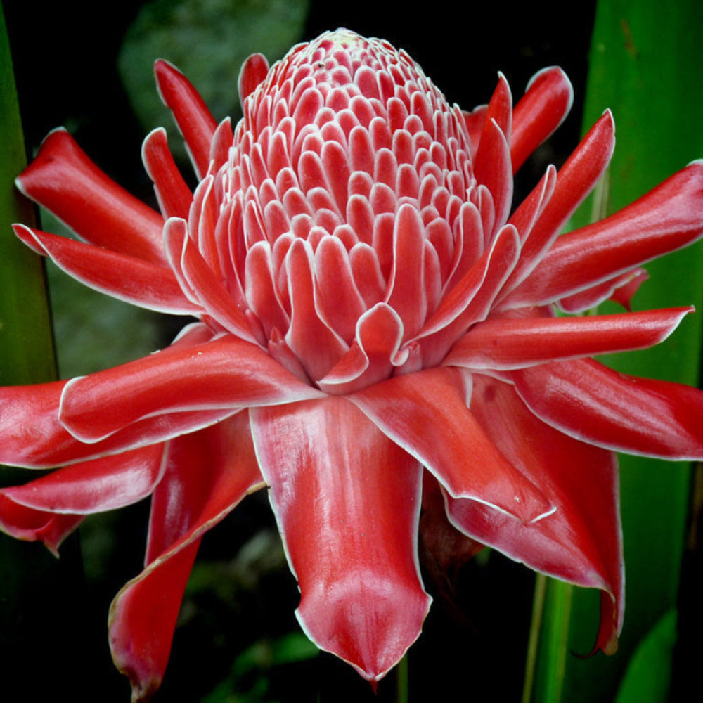 赤いトーチジンジャーの花の種