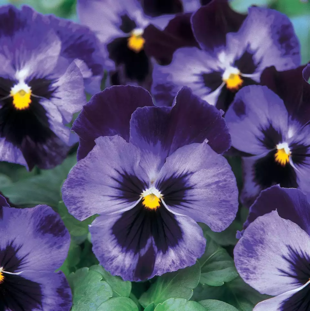 Pansy Majestic Giant Blue Jeans Flower Seeds
