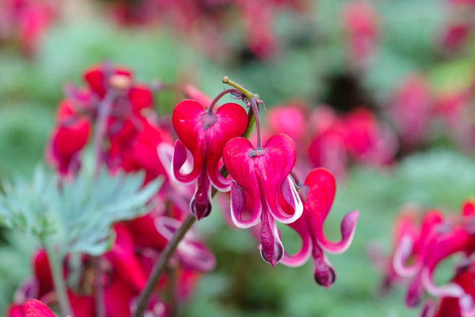 Fern-Leaf Bleeding Heart Flower Seeds (Dicentra Formosa)