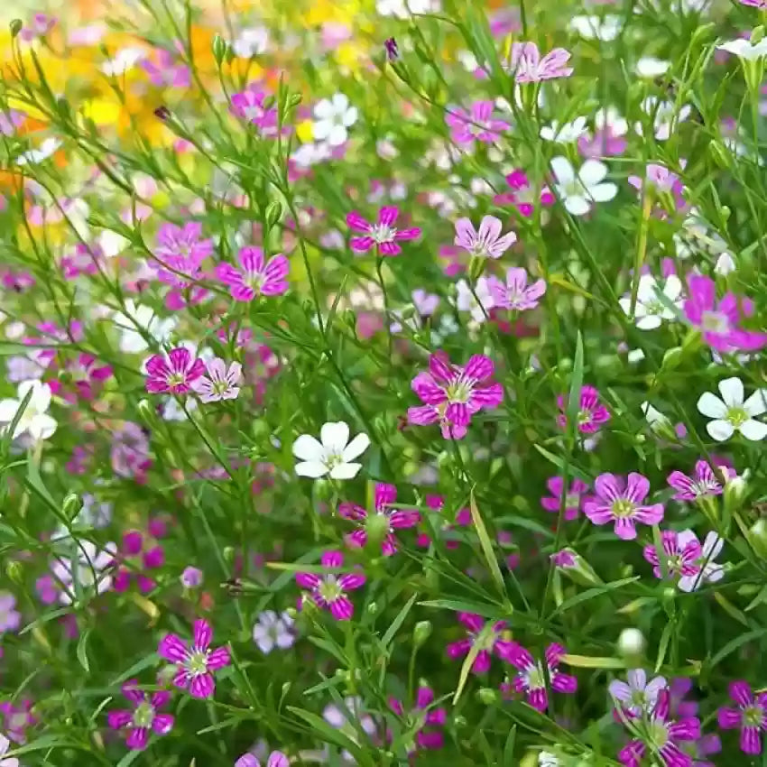 Mixed Gypsophila Flower seeds for Planting Hardy Variety Heirloom & GMO Free Seeds for Home Garden
Sale seeds for home garden planting