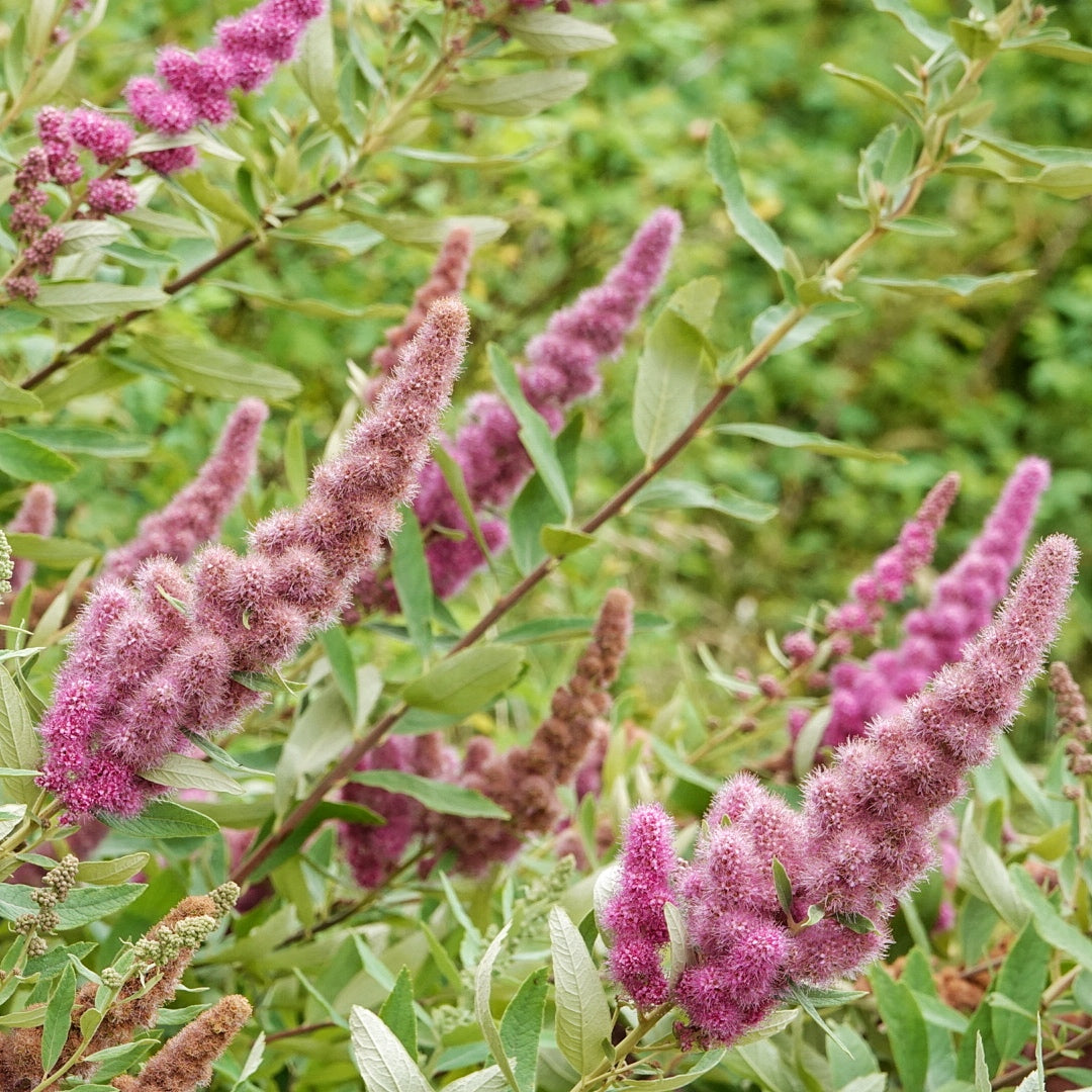 Spiraea Douglasii Flower Seeds