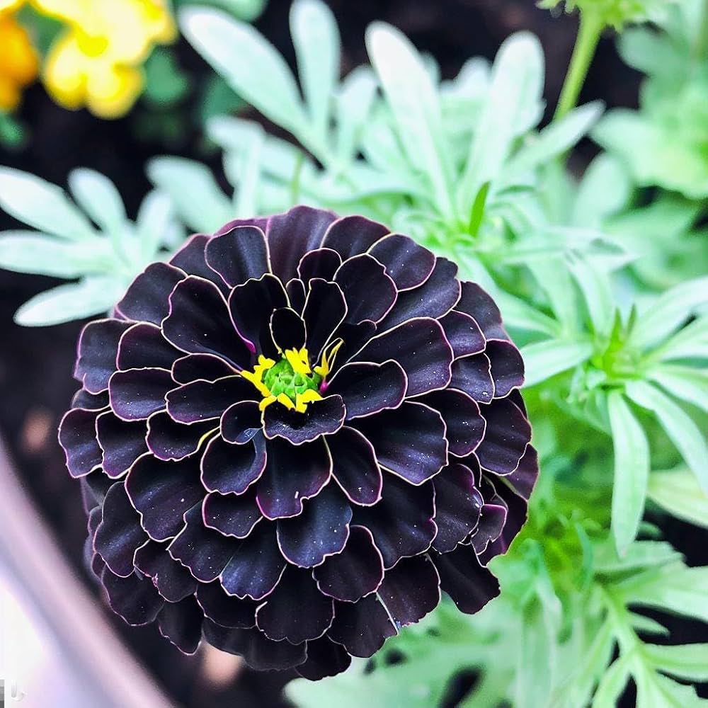 purple marigold seeds Marigold Flower Seeds for Planting – Heirloom, Non-GMO, Easy to Grow, – Pure Asia Seeds