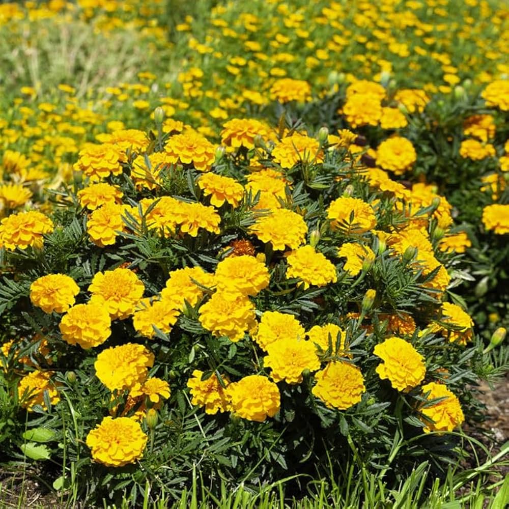 Marigold Seeds for Planting