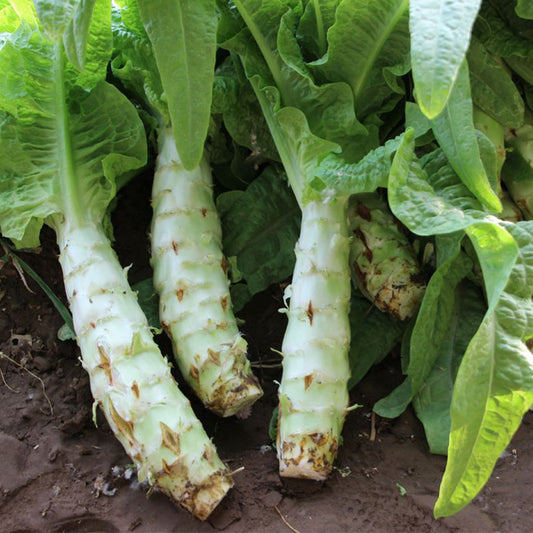 Asparagus Lettuce Celtuce Vegetable Seeds – Heirloom, Non-GMO, Easy to Grow, Annual