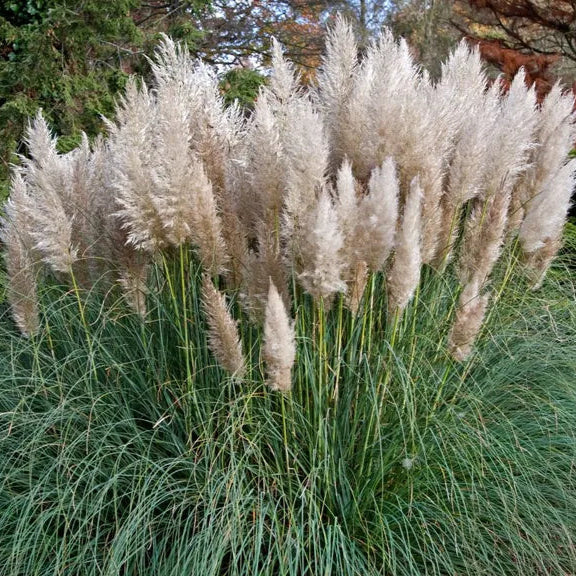 White Fountain Grass Flower Seeds
