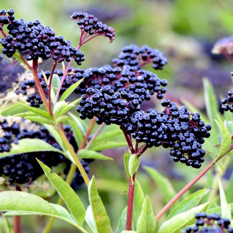 Graines de fruit de sureau