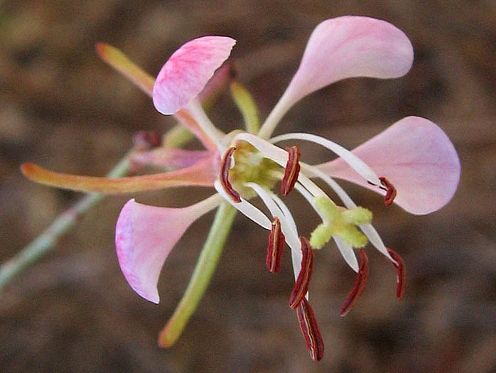 Scarlet Beeblossom Flower Seeds