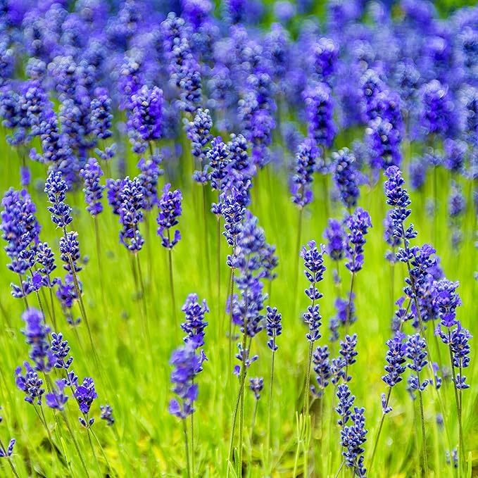Blue Lavendula Munstead Flower seeds for Planting - Easy to Grow, Heirloom & GMO Free Seeds for Home Garden
Sale for planting in home garden