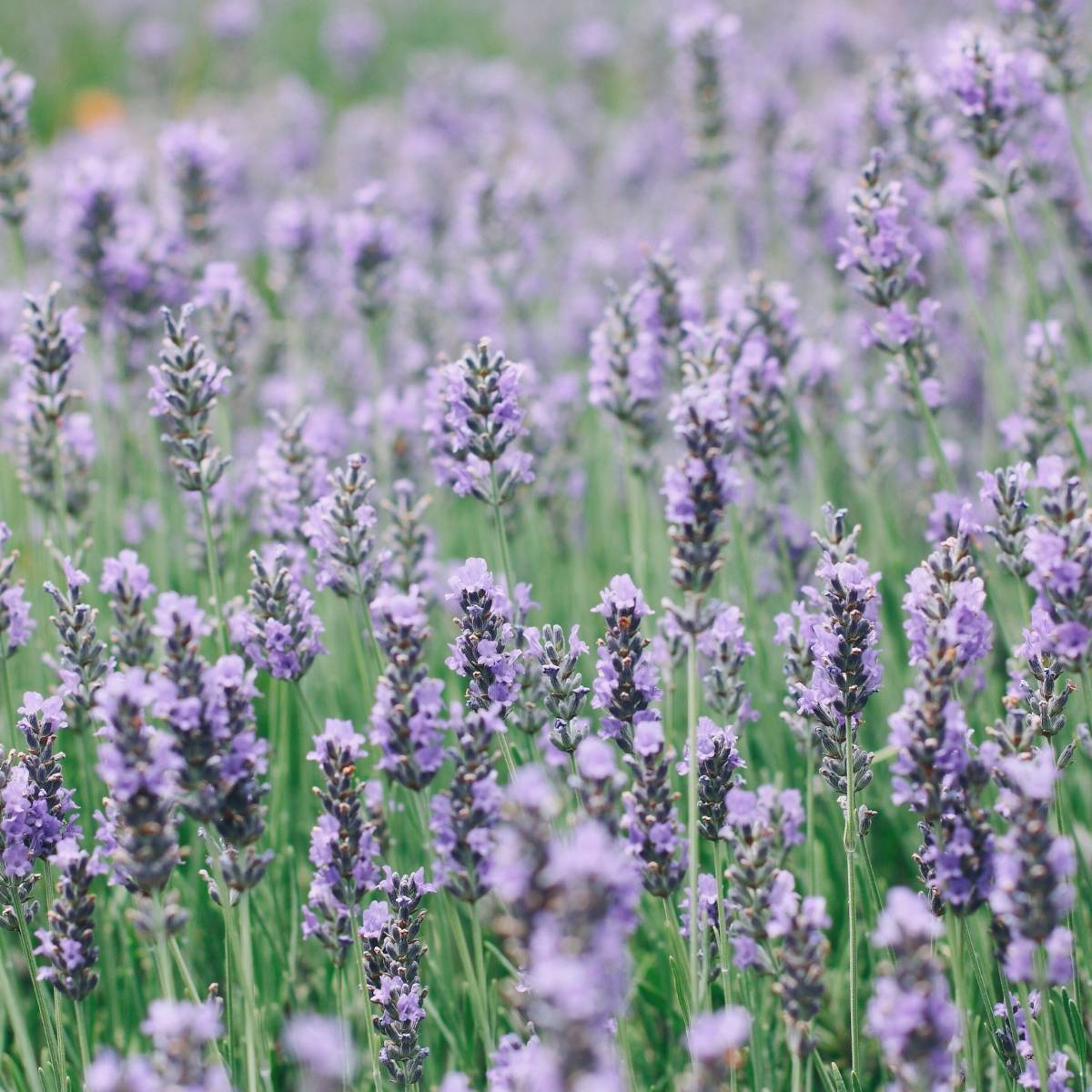Graines d'herbe de lavande Munstead