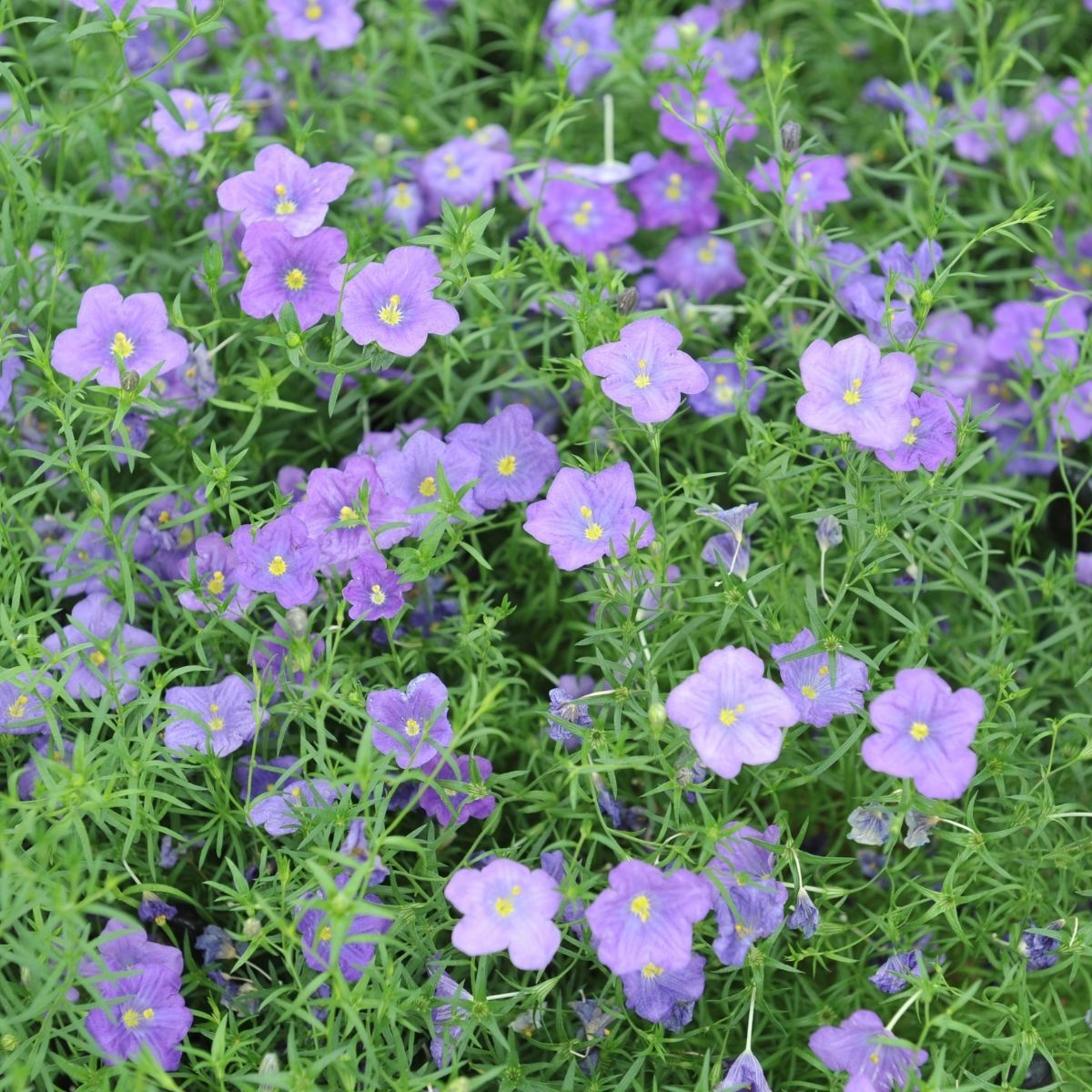 Cupflower Seeds