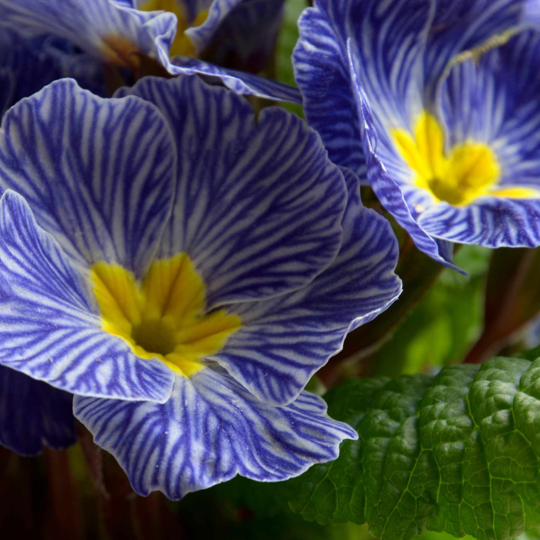 zebra flower seeds Primula 'Zebra Blue' Flower Seeds for Planting – Heirloom, Non-GMO, Ea – Pure Asia Seeds