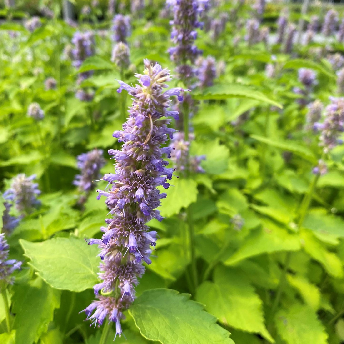 Agastache Riesen-Ysop-Kräutersamen