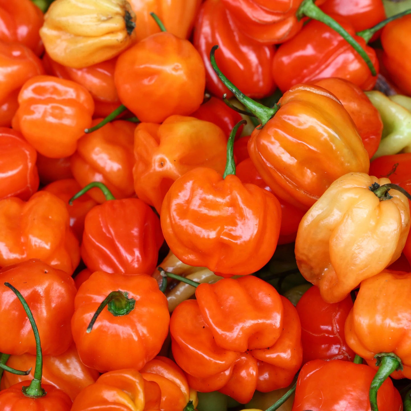 Semillas de hortalizas Ajicito Aji Dulce