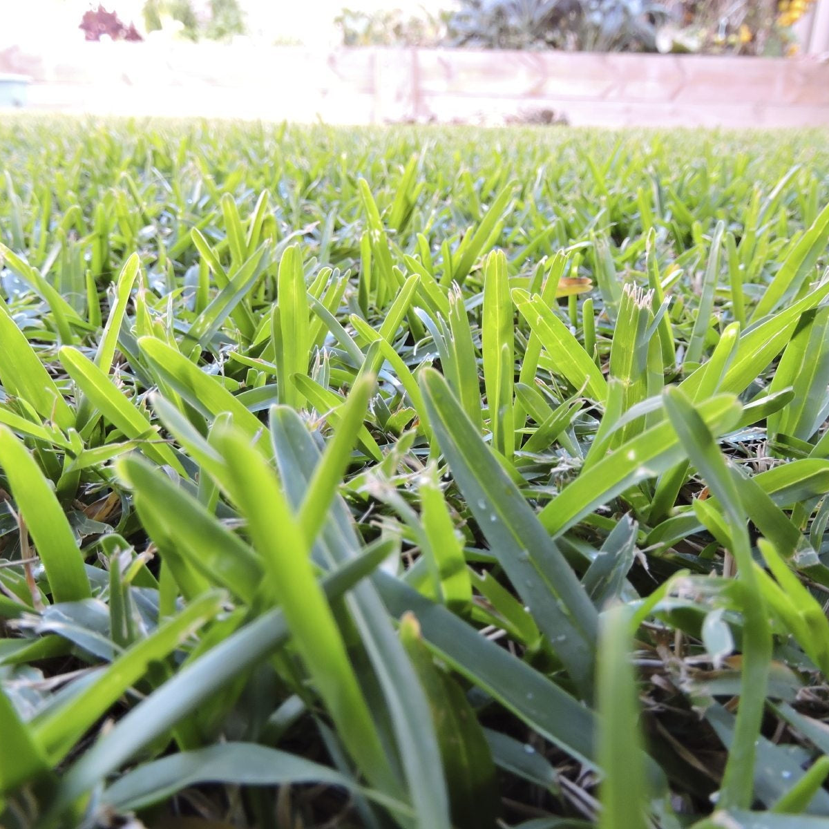 Buffalo Grass (Bouteloua dactyloides) Plant Seeds – Heirloom, Non-GMO, Drought-Tolerant, Perennial Lawn Variety