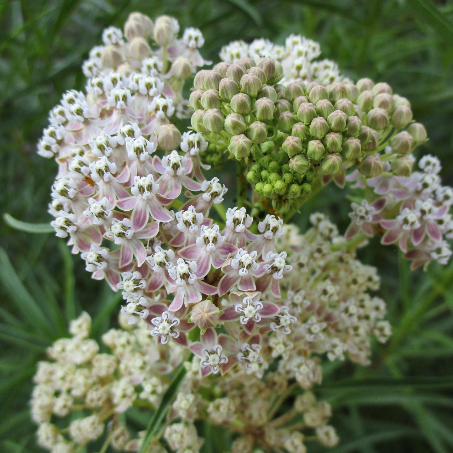 Asclepias Fascicularis Flower Seeds