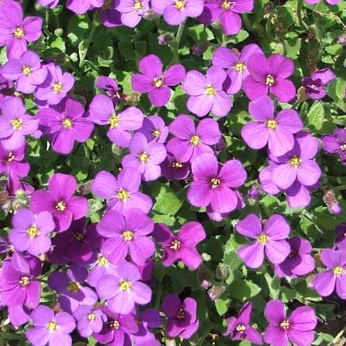 Purple Cascading Flower seeds for Planting Bright Blooms Heirloom & GMO Free Seeds for Home Garden
Sale seeds for home garden planting