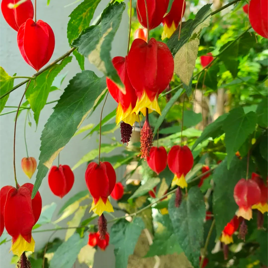 hanging plant with red bell flowers Abutilon Megapotamicum Flower Seeds for Planting – Heirloom, Non-GMO, – Pure Asia Seeds