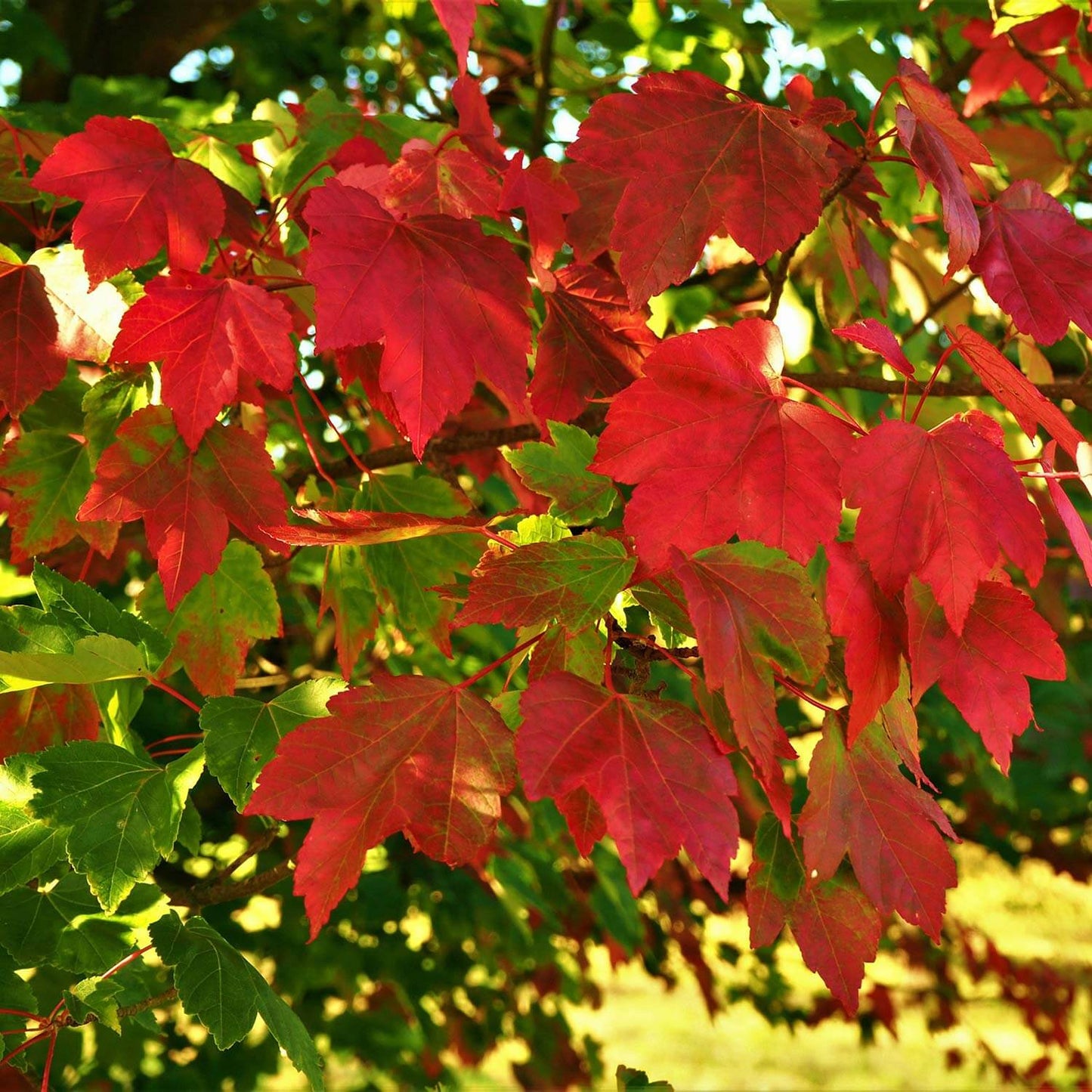 Graines d'herbes d'érable rouge 'October Glory'