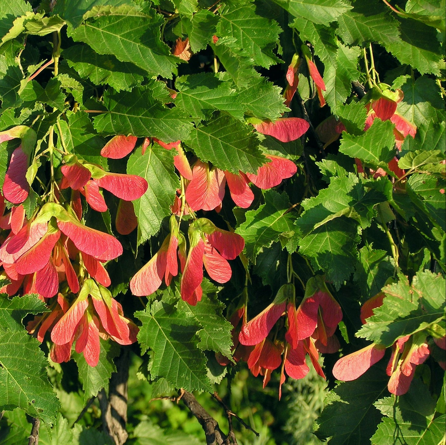 Tatarian Maple Herb Seeds – Heirloom, Non-GMO, Easy to Grow