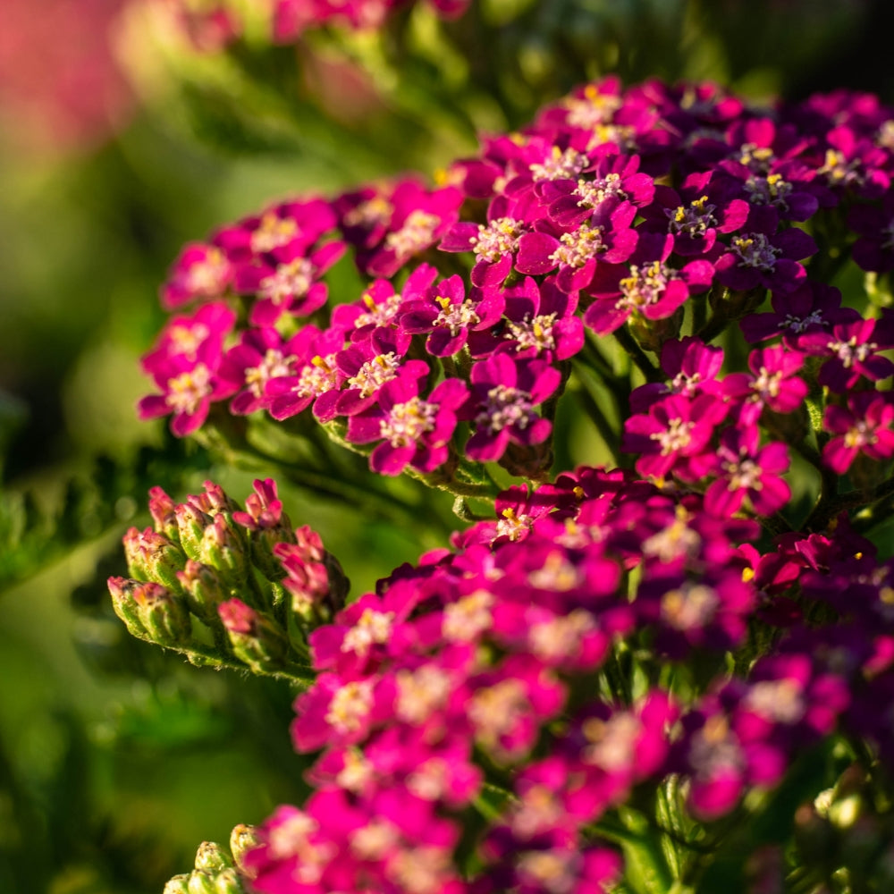 Achillea 'Pink Beauty' Seeds - Soft Pink Perennial with Elegant Flower Clusters