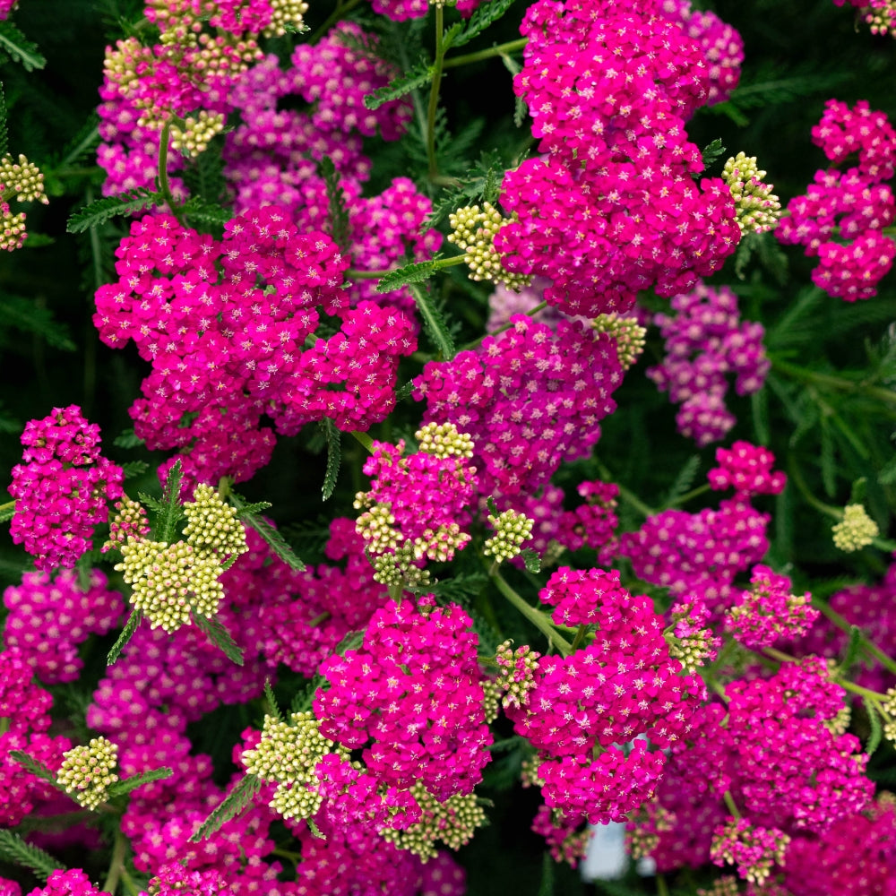 Achillea 'Pink Beauty' Seeds - Soft Pink Perennial with Elegant Flower Clusters