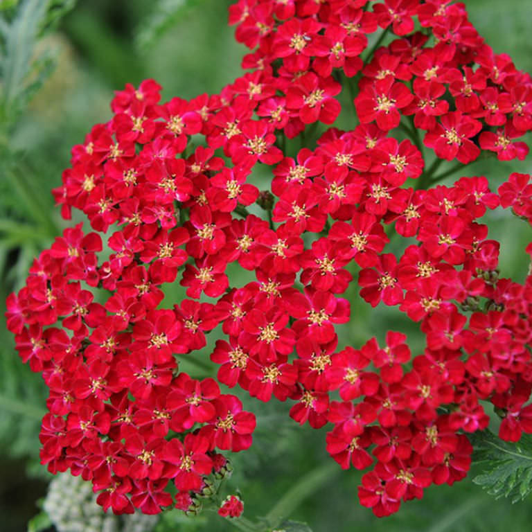 赤いヤロウの花の種