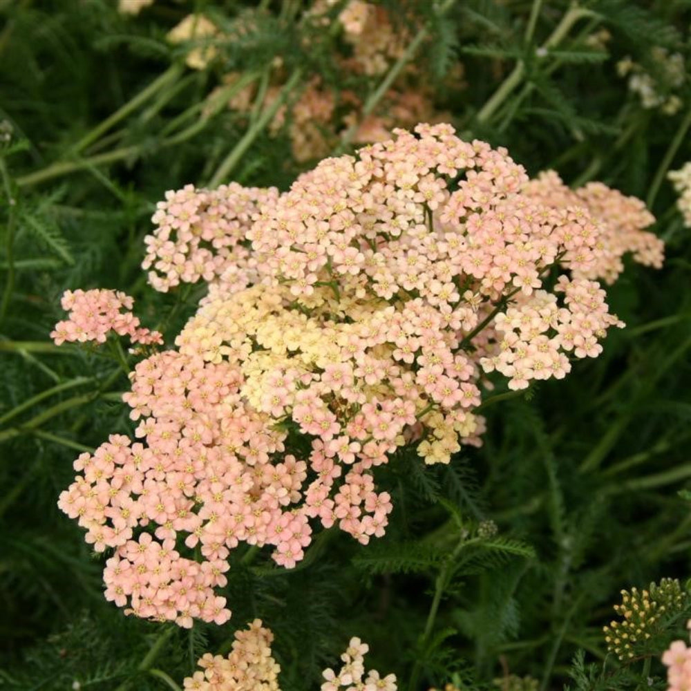 Achillea 'Salmon Beauty' Seeds - Soft Salmon-Pink Perennial with Lush Flower Clusters