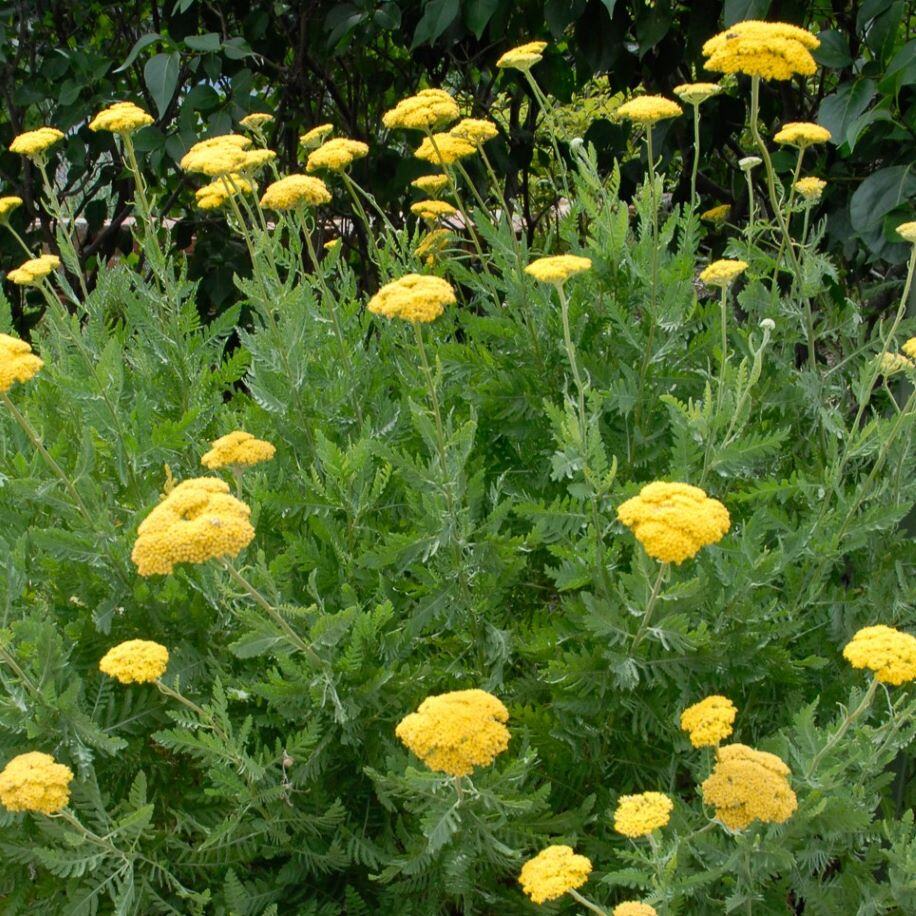 黄色のヤロウの花の種