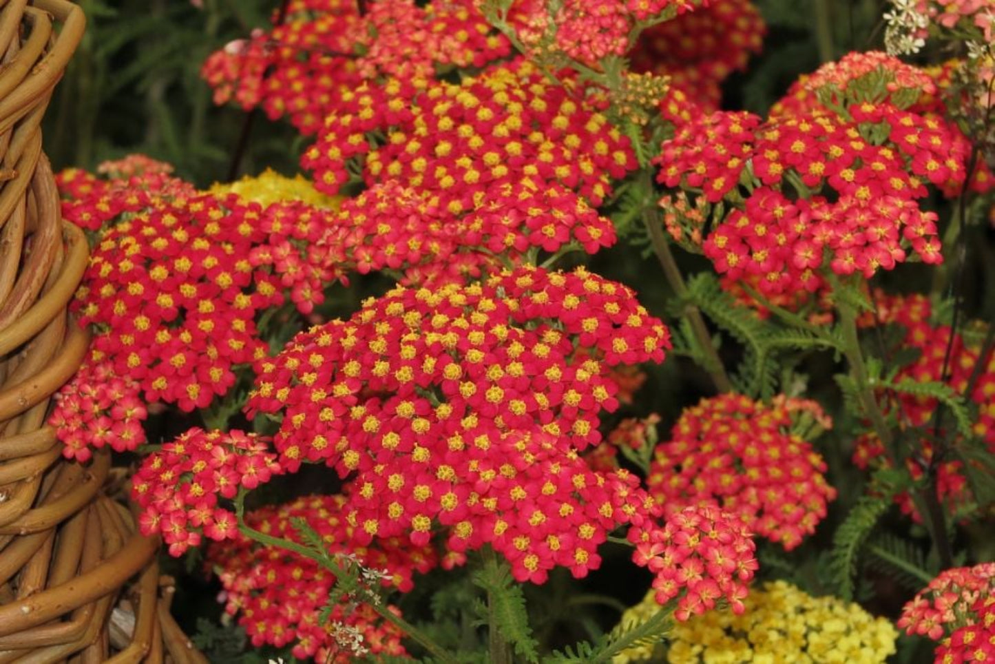 Achillea 'Fanal' Seeds - Deep Red Perennial with Bold Flower Clusters