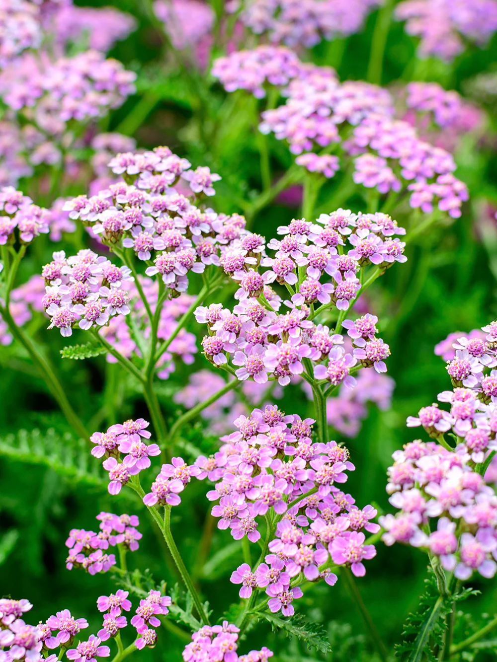 Achillea 'Autumn Finale' Seeds - Rich Yellow-Red Perennial with Fall Blooming Beauty