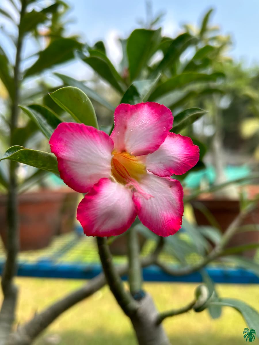 Adenium Flower seeds for Planting Cut Flower Favorite Heirloom & GMO Free Seeds for Home Garden
Sale for planting in home garden