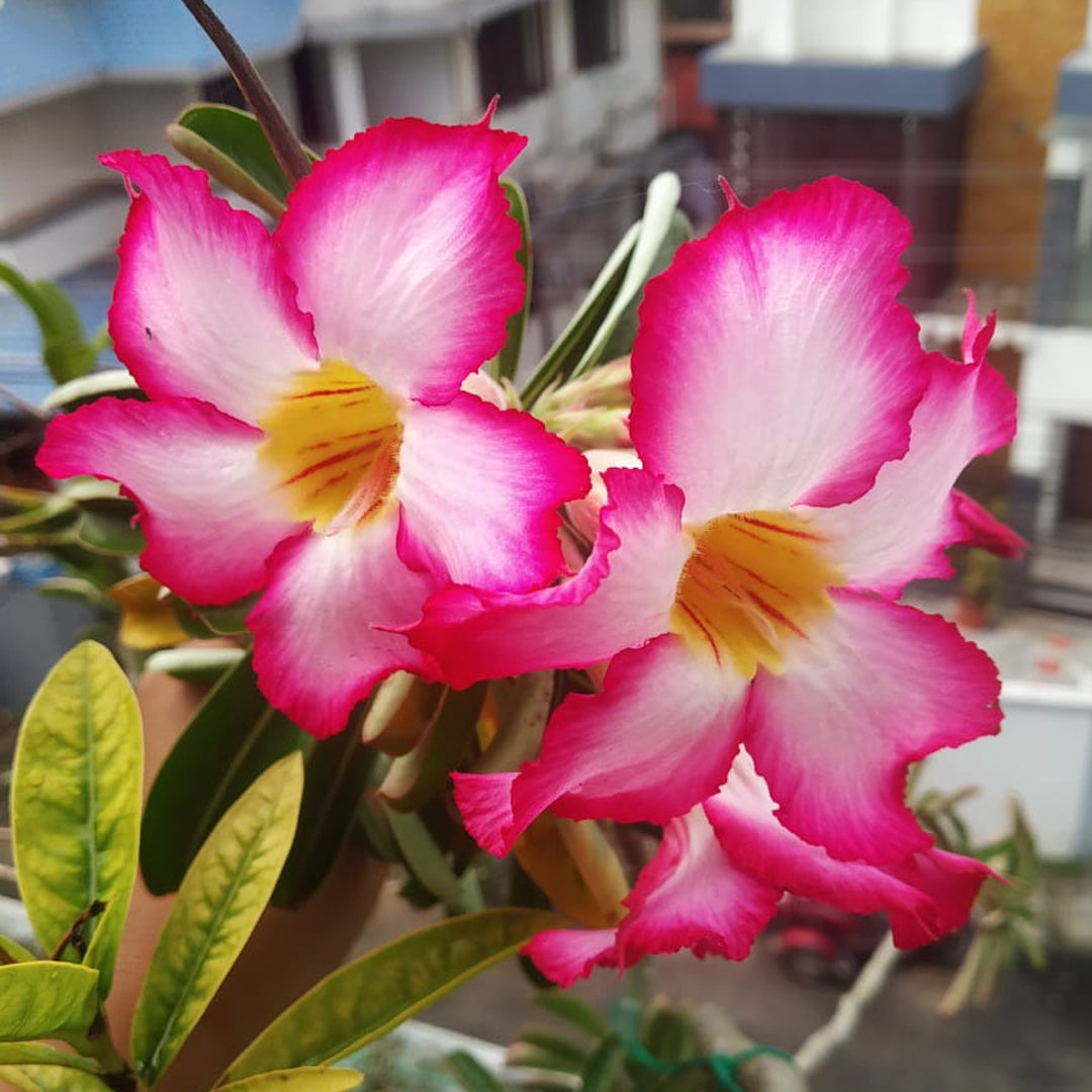 Dorset Adenium Flower seeds for Planting Drought Tolerant Heirloom & GMO Free Seeds for Home Garden
Sale seeds for home garden planting