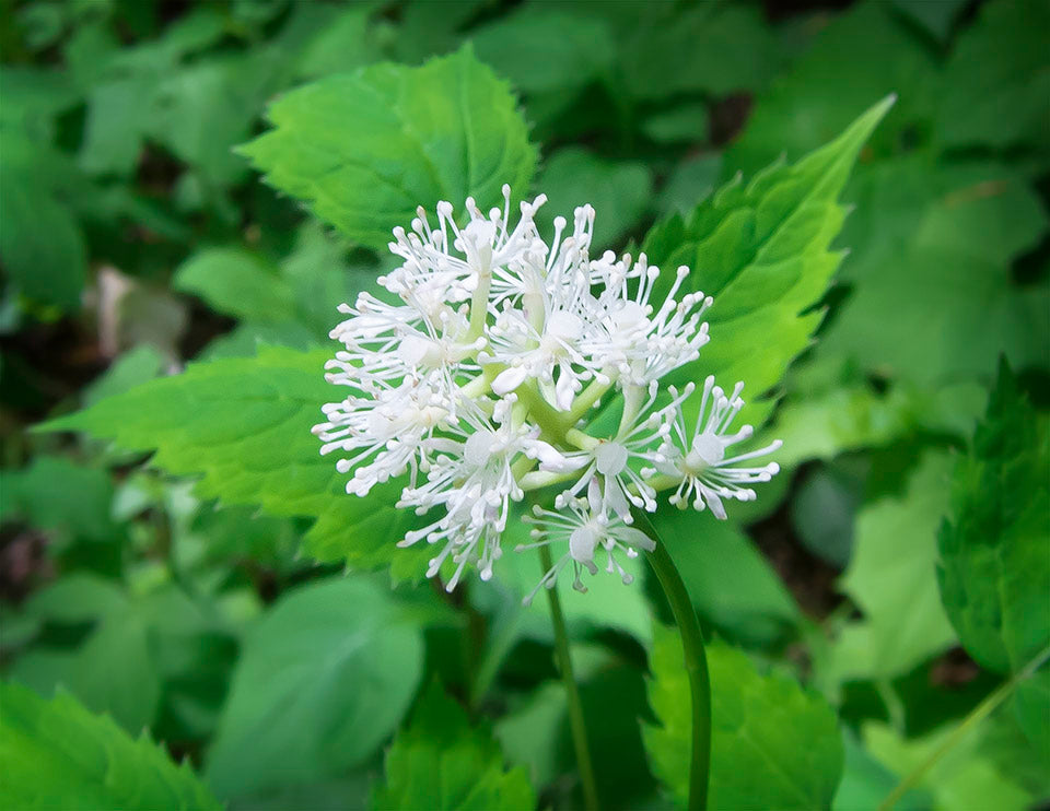 Actaea Pachypoda Flower seeds for Planting Low Maintenance Heirloom & GMO Free Seeds for Home Garden
