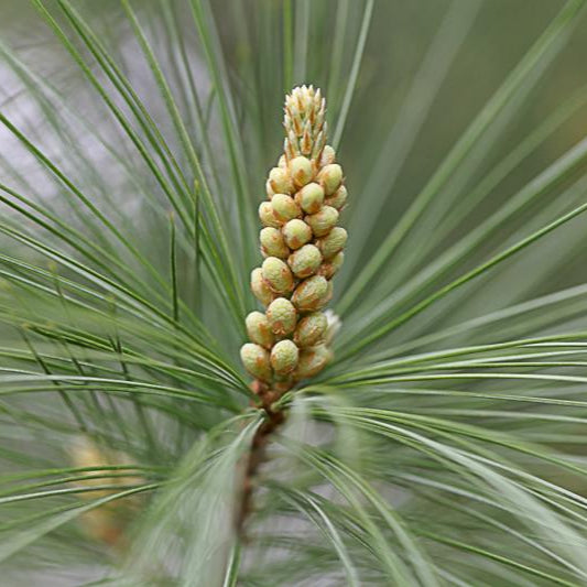 Eastern White Pine Fruit Seeds