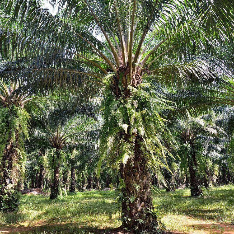 Semillas de palma africana de aceite