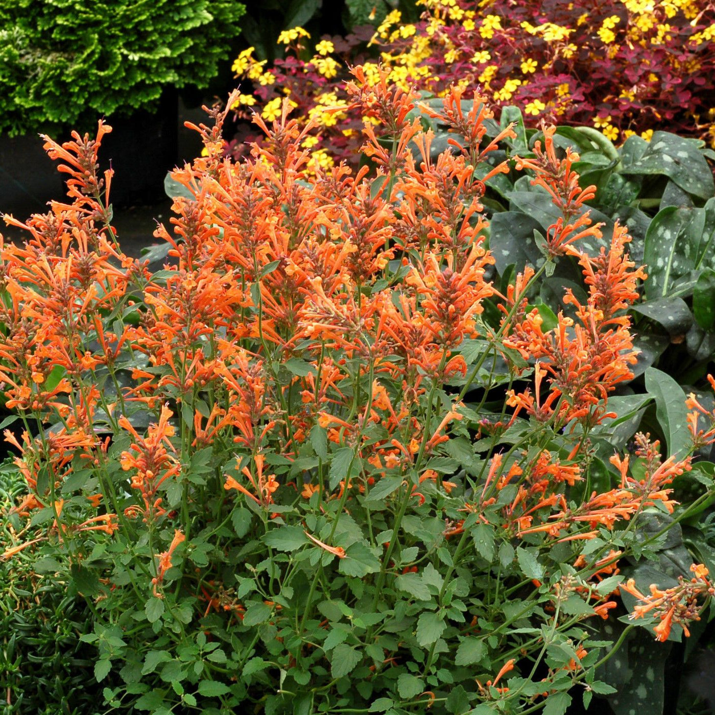 Hummingbird Mint Flower Seeds