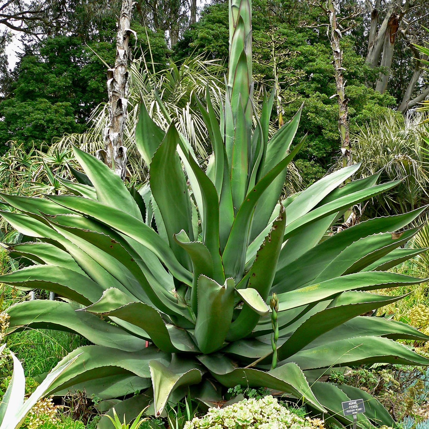 Semillas de la planta Agave Ferox