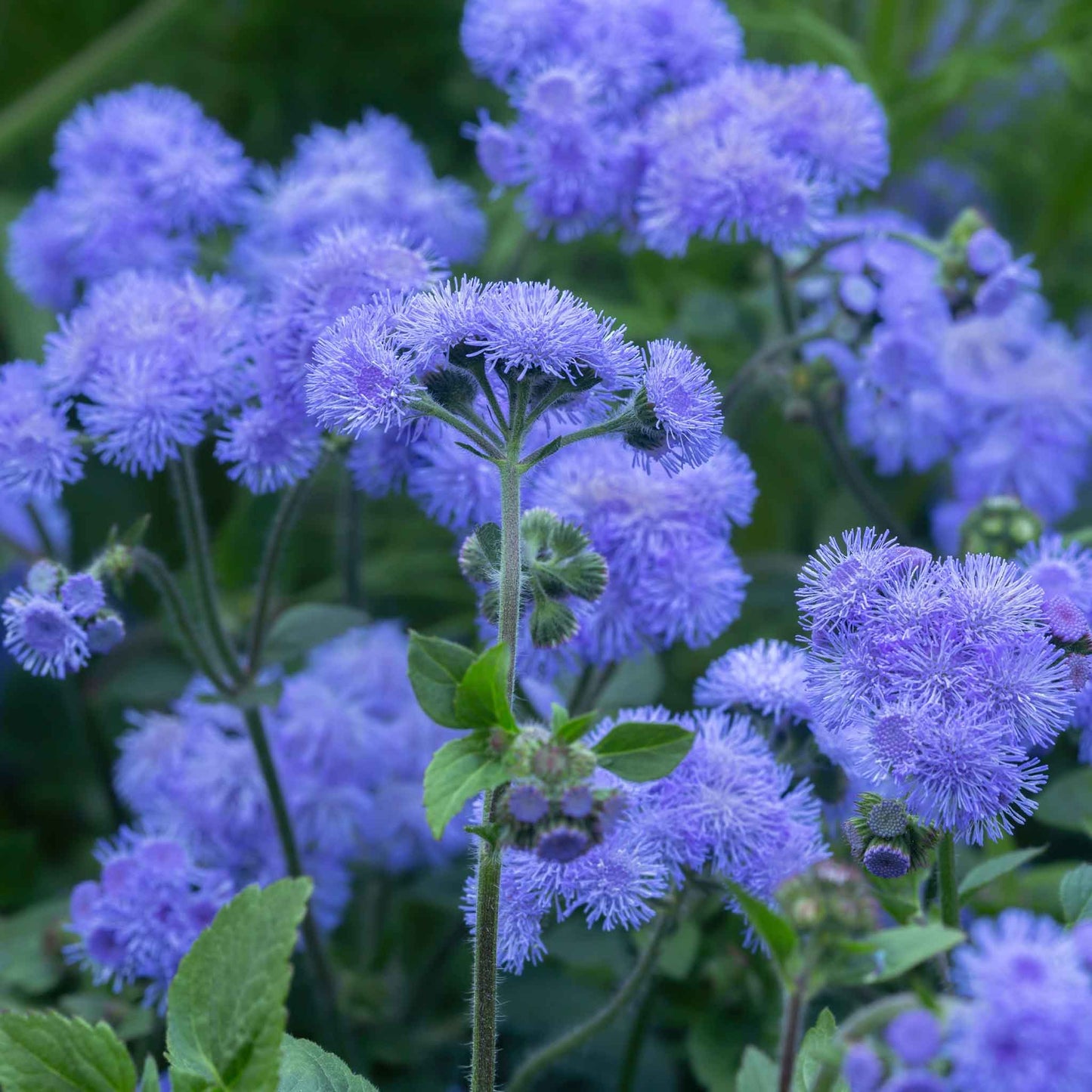 Ageratum Floss Flower Seeds