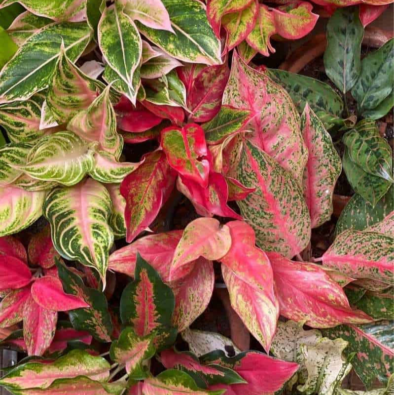 buy aglaonema online Mixed Aglaonema Flower seeds for Planting - Premiu