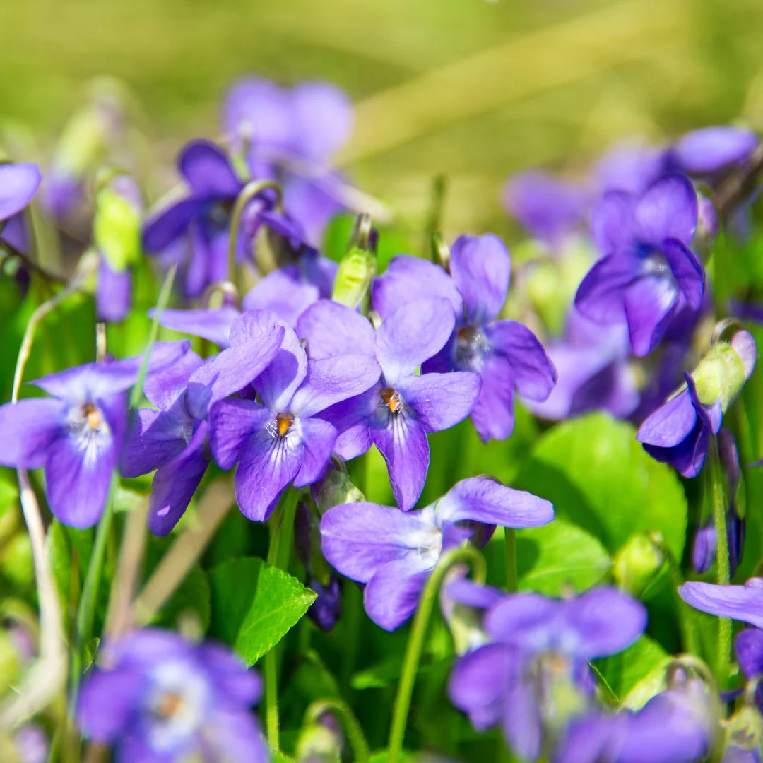 Semillas de flores de Agrostemma