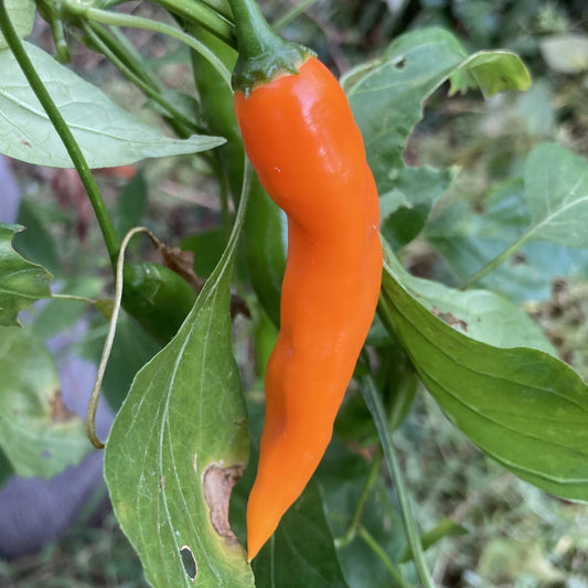 Aji Amarillo Pepper Vegetable Seeds for Planting – Heirloom, Non-GMO, Easy to Grow, Spicy