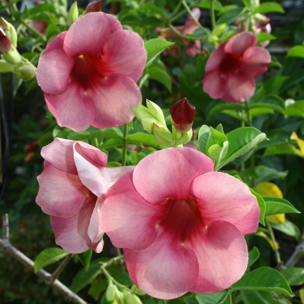 allamanda flower seeds Allamanda Blanchetii Flower Seeds for Planting – Heirloom, Non-GMO, Ea – Pure Asia Seeds