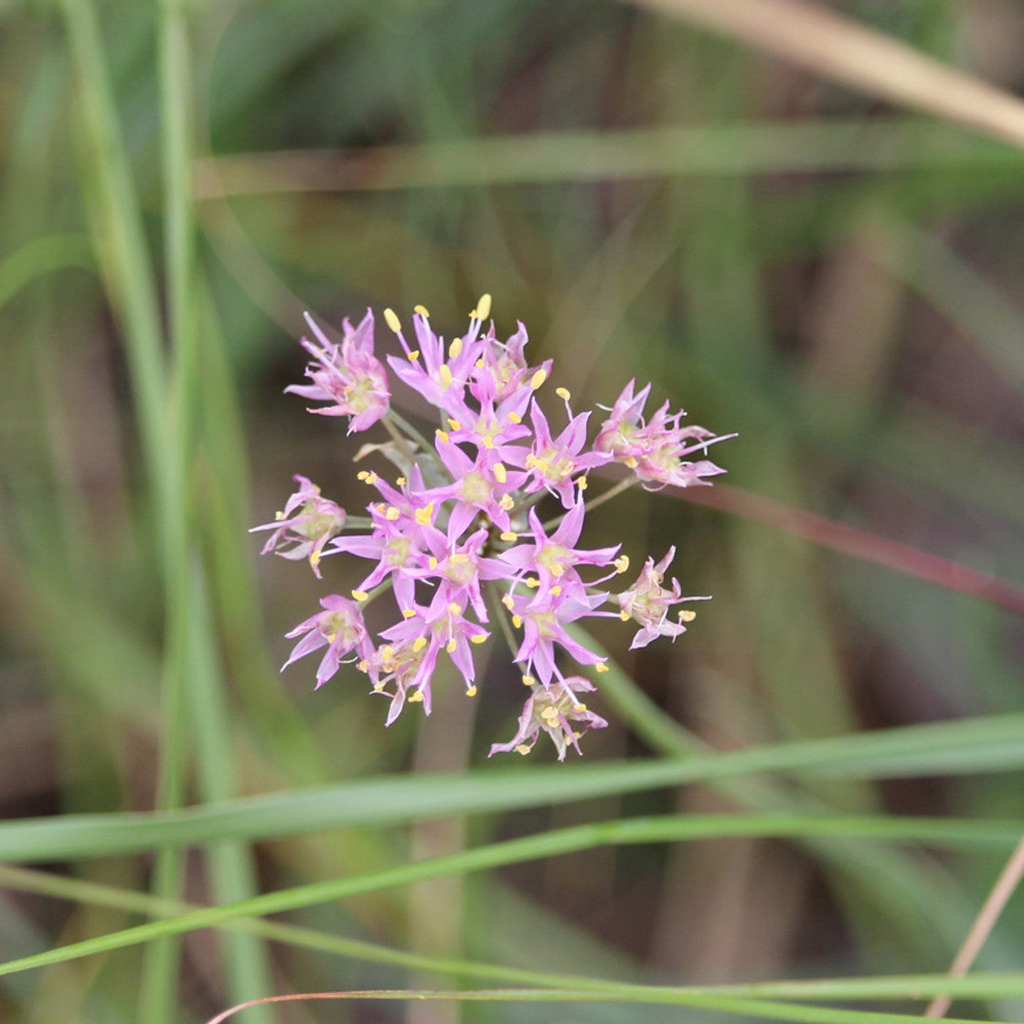 Allium Stellatum Flower Seeds