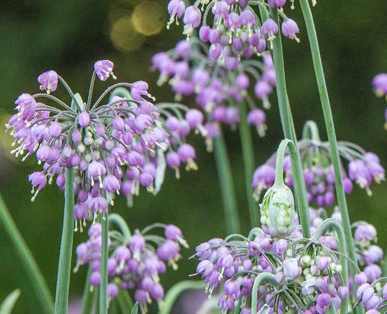 Allium Cernuum Vegetable Seeds