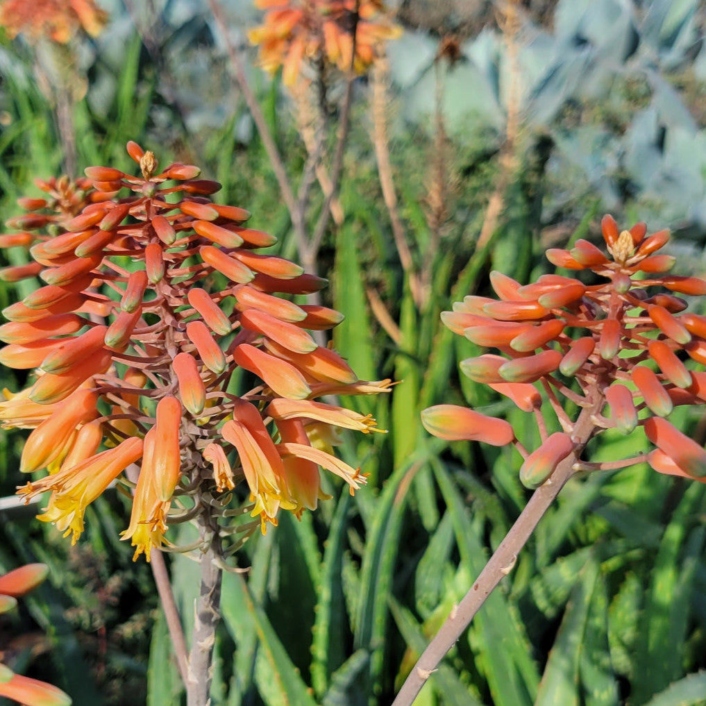 Semillas de flores de aloe vera