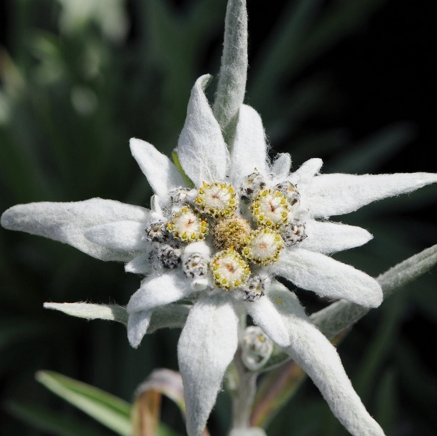 Graines de fleur d'edelweiss