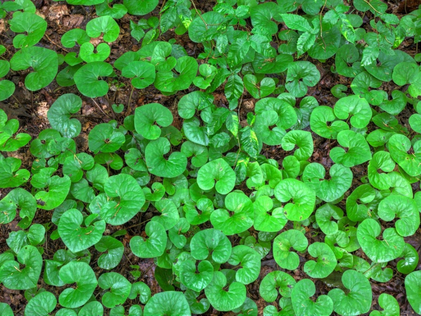Canadian Wild Ginger Herb Seeds